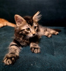 Foto №2 zu Ankündigung № 122966 zu verkaufen maine-coon-katze - einkaufen Großbritannien züchter