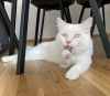 Foto №4. Ich werde verkaufen ragdoll-katze in der Stadt Гамбург. quotient 	ankündigung, züchter - preis - 350€