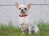Foto №3. Chihuahua Mädchen weiß - creme. Russische Föderation