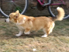 Foto №4. Ich werde verkaufen welsh corgi in der Stadt Belgrad.  - preis - 400€