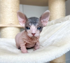 Foto №1. sphynx-katze - zum Verkauf in der Stadt Stockholm | verhandelt | Ankündigung № 96329