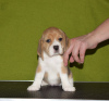 Foto №2 zu Ankündigung № 87489 zu verkaufen beagle - einkaufen Russische Föderation vom kindergarten