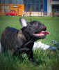 Foto №4. Ich werde verkaufen mischlingshund in der Stadt Bobruisk. quotient 	ankündigung, züchter - preis - 615€
