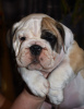 Zusätzliche Fotos: englische Bulldogge