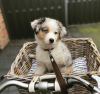 Foto №1. australian shepherd - zum Verkauf in der Stadt Klaipėda | 350€ | Ankündigung № 127602