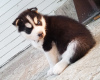 Foto №3. Husky-Babys. Finnland