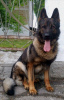 Foto №2 zu Ankündigung № 30116 zu verkaufen deutscher schäferhund - einkaufen Moldawien quotient 	ankündigung
