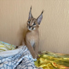 Foto №3. caracal kat te koop 20% korting op de prijs. Nördliche Marianen