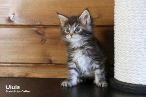 Foto №1. maine-coon-katze - zum Verkauf in der Stadt Minsk | 288€ | Ankündigung № 6139