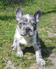 Foto №2 zu Ankündigung № 97806 zu verkaufen mischlingshund - einkaufen Deutschland quotient 	ankündigung