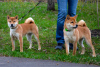 Zusätzliche Fotos: Shiba Inu-Welpen