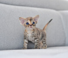 Foto №2 zu Ankündigung № 44547 zu verkaufen devon rex - einkaufen Deutschland züchter