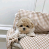 Foto №3. Maltipoo-Welpen suchen ein neues Zuhause. Business WhatsApp 37256062792. Finnland