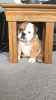 Foto №3. Gesunde Englische Bulldogge steht jetzt zur Adoption zur Verfügung. Deutschland