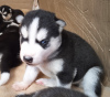 Foto №2 zu Ankündigung № 107762 zu verkaufen siberian husky - einkaufen Finnland quotient 	ankündigung, züchter