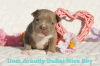 Zusätzliche Fotos: American Bully Kennel