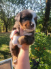 Foto №2 zu Ankündigung № 111390 zu verkaufen australian shepherd - einkaufen USA quotient 	ankündigung