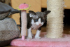 Foto №1. devon rex - zum Verkauf in der Stadt Houston | 303€ | Ankündigung № 113471