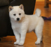 Foto №3. Beautiful shiba inu. Tschechische Republik