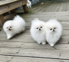 Zusätzliche Fotos: Mini Pomeranian Zwergspitz weiß - creme Welpen aus Deutscher Zucht