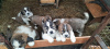 Foto №1. moskauer wachhund - zum Verkauf in der Stadt Smolensk | 111€ | Ankündigung № 8206