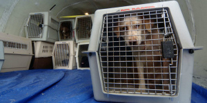 Zusätzliche Fotos: Auslieferung von Hunden großer Rassen weltweit von einem professionellen Züchter