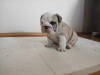 Foto №3. Englische Bulldogge. Serbien