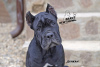 Foto №1. cane corso italiano - zum Verkauf in der Stadt Jaroslawl | 544€ | Ankündigung № 9586