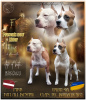 Foto №1. amerikanischer staffordshire terrier - zum Verkauf in der Stadt Saulkrasti | 600€ | Ankündigung № 60555