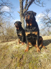 Foto №2 zu Ankündigung № 100929 zu verkaufen rottweiler - einkaufen Lettland züchter