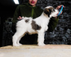 Foto №3. Tibet-Terrier-Welpen. Weißrussland
