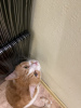 Foto №3. Die bezaubernde rote Katze Bonechka sucht ein Zuhause und eine liebevolle. Weißrussland