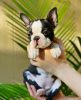 Foto №1. boston terrier - zum Verkauf in der Stadt San Francisco Township | 379€ | Ankündigung № 112398