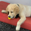 Foto №1. golden retriever - zum Verkauf in der Stadt Linköping | 300€ | Ankündigung № 53728