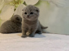 Zusätzliche Fotos: Ab sofort stehen in Deutschland reinrassige Scottish Fold-Kätzchen zum Verkauf