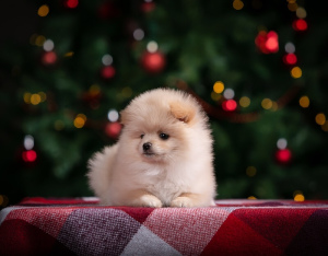 Foto №1. german spitz - zum Verkauf in der Stadt Jaroslawl | Verhandelt | Ankündigung № 4184