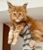 Foto №2 zu Ankündigung № 58804 zu verkaufen maine-coon-katze - einkaufen USA 