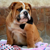 Foto №2 zu Ankündigung № 71936 zu verkaufen englische bulldogge - einkaufen Serbien züchter