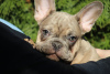 Foto №3. Exotische französische Bulldoggenwelpen. Serbien