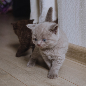 Foto №3. Britische Kätzchen zum Verkauf. Russische Föderation