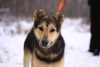 Foto №2 zu Ankündigung № 90680 zu verkaufen mischlingshund - einkaufen Russische Föderation aus dem tierheim