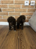 Foto №2 zu Ankündigung № 94137 zu verkaufen lagotto romagnolo - einkaufen Serbien züchter