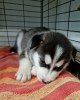 Foto №2 zu Ankündigung № 112312 zu verkaufen siberian husky - einkaufen USA quotient 	ankündigung