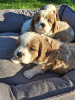 Foto №2 zu Ankündigung № 176035 zu verkaufen amerikanischer cocker spaniel, english cocker spaniel, english springer spaniel, welsh springer spaniel, irish water spaniel, perro de agua español, mastín español, cavalier king charles spaniel, cavalier king charles spaniel, clumber spaniel, russian spaniel, tibet-spaniel - einkaufen Finnland 