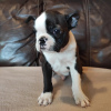 Foto №3. Boston Terrier Welpen zu verkaufen. Russische Föderation