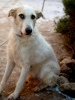 Zusätzliche Fotos: Der absolut tolle Hund Firefly sucht seine Familie!