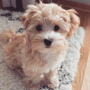 Foto №3. Wunderschöne Maltipoo-Welpen zur Adoption. Deutschland