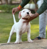 Foto №1. dogo argentino - zum Verkauf in der Stadt Warschau | Frei | Ankündigung № 119259