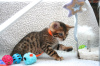 Foto №3. Geimpfte Bengalkatzen-Kätzchen stehen zum Verkauf. Deutschland
