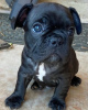 Foto №2 zu Ankündigung № 127364 zu verkaufen französische bulldogge - einkaufen Deutschland quotient 	ankündigung